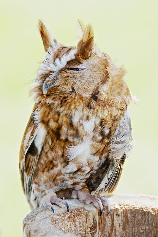  A2I3231 - Version 2 - Version 2